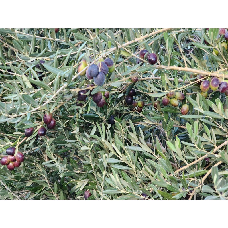 Trust in God forms 20 OLIVE TREE SEEDS GREEK -