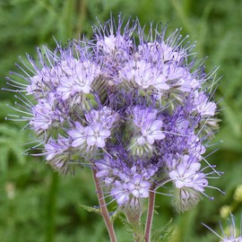 Outsidepride Lacy Phacelia - 1 LB