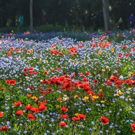 Wildflower Seeds Mixed, Perennial Flower Seeds fo Plating (2 Ounces 18000 Seeds)