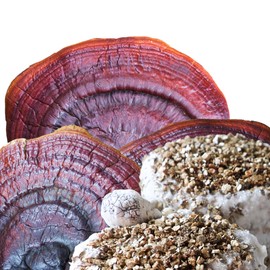 Micelio de Hongo Reishi FUNSET (1 kg)  Semilla de Inóculo Profesional en Sorgo  Genética de Alta Pureza para Cultivo Adaptógeno (Ganoderma lucidum)...