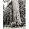 Vintage Photo Reproduction Large Redwood 1899