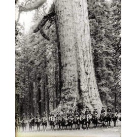 Vintage Photo Reproduction Large Redwood 1899