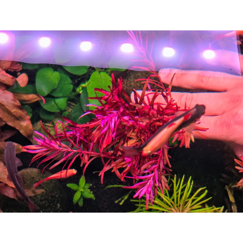 50 Plant Stems Pack - Live Aquatic Freshwater Plants -