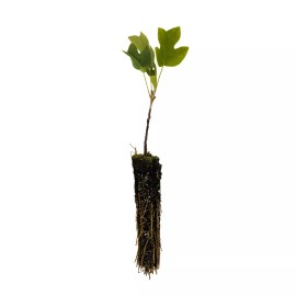 The Jonsteen Company Tulip Poplar | Small Tree Seedling | The Jonsteen Company