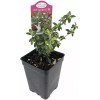 Tree Serissa Tree Pink Mountain House Plant Fairy Garden Plant