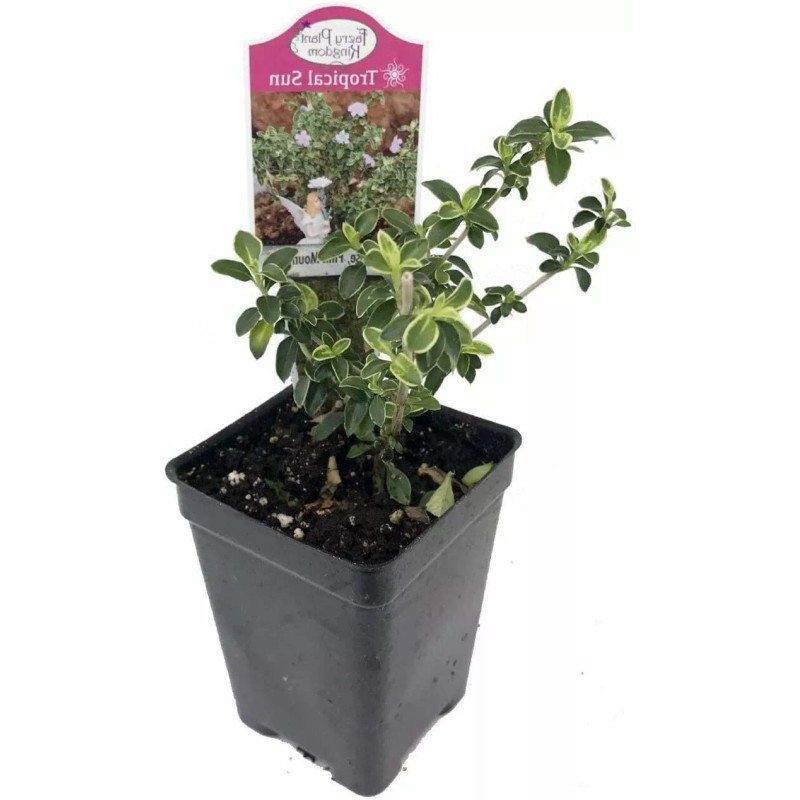 Tree Serissa Tree Pink Mountain House Plant Fairy Garden Plant