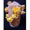 Roots ORGANIC - Golden Oyster Mushroom (Pleurotus citrinopileatu