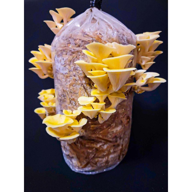 Roots ORGANIC - Golden Oyster Mushroom (Pleurotus citrinopileatu