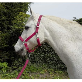 Rhinegold Unisex's Carnival Headcollar & Rope, Raspberry, Cob