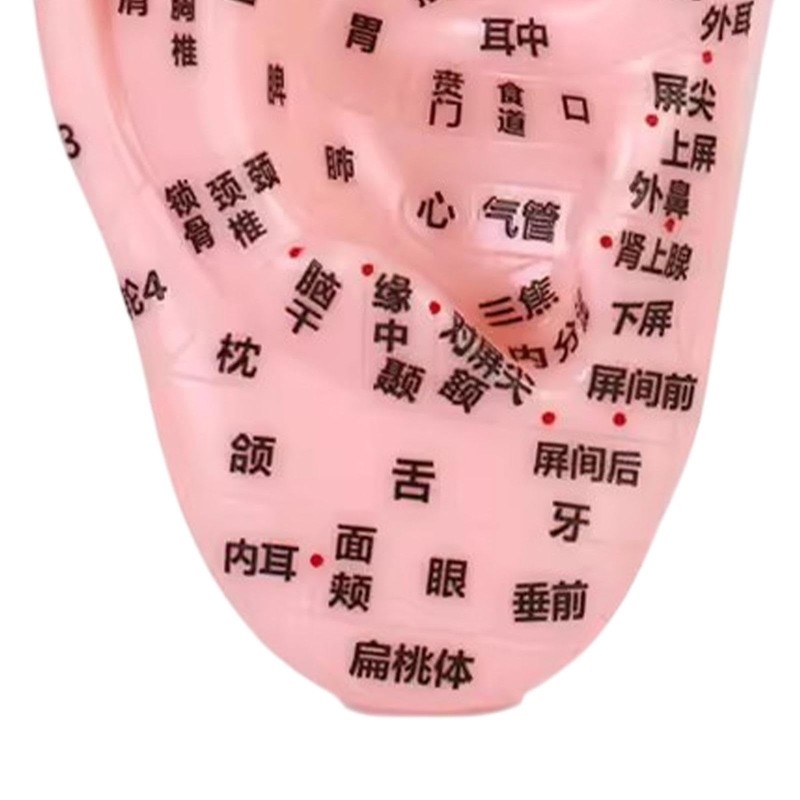 perfeclan Human Ear Acupoint Teaching Aid,Simulation,Props,Professional,Ear Teaching Model Massage Practice
