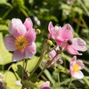 Outsidepride Pink Anemone Seeds for Planting - 100 Pcs Hardy,