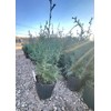 Carolina Sapphire Blue Cypress - (2.5 QT) | Evergreen |