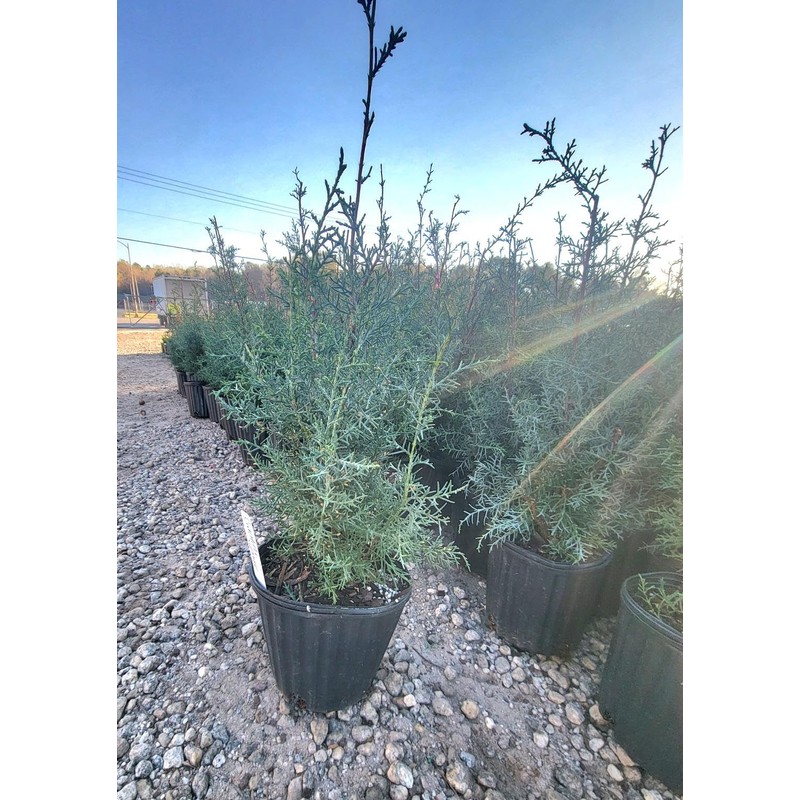 Carolina Sapphire Blue Cypress - (2.5 QT) | Evergreen |