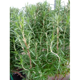 L+ Live Aromatic and Edible Herb - Rosemary ARP (4 Per Pack)