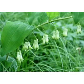 Roots Solomon's Seals  Bare-root - 5