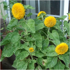Seed Needs, Dwarf Teddy Sunflower (Helianthus annuus) Twin Pack of 100 Seeds Each