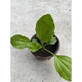 Plantago Major Broadleaf Plantain Live Plant Ready To Plant