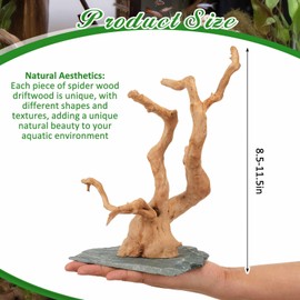 AceOrbit Natural Large Spider Wood Driftwood, 8.5-11.5 Inch Natural Aquarium Driftwood Spiderwood on Slate Stone Aquascaping Wood for Aquarium, Terrarium, Vivarium, Reptile Tank, Fish Tank Decoration