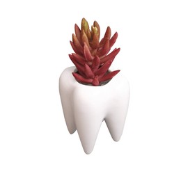 YOUYA DENTAL Succulent Plant Pots, Cute Tooth Shape White Ceramic Planter Cactus Plant Pot Flower Vase, Creative Pen Pencil Holder for Office Home Desk Deco (Plants Not Included)