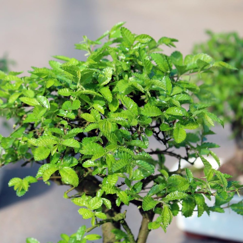Brussel's Bonsai Live Chinese Elm Outdoor Bonsai Tree 5 Years