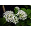 Wild Garlic Ramsons Bear Leek Wild Onion Seeds for Planting