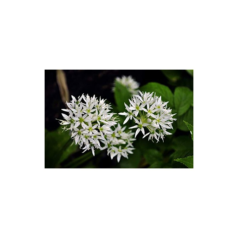 Wild Garlic Ramsons Bear Leek Wild Onion Seeds for Planting