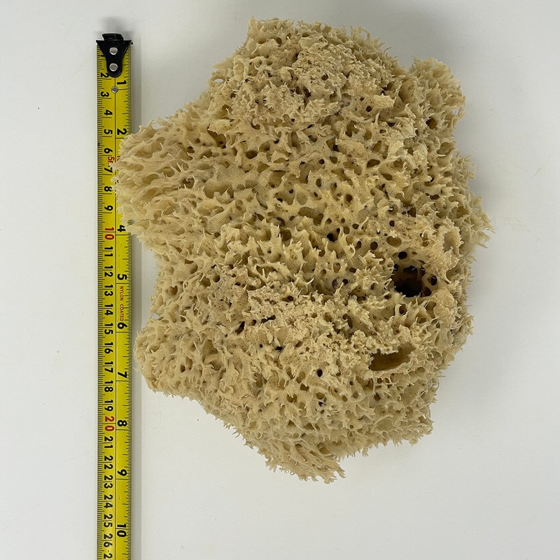 XXL Sea Sponge Very Large 20cm Unbleached Honeycomb Natural Seasponge