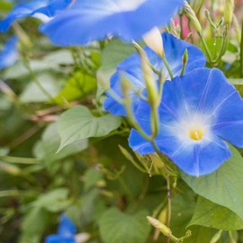 Outsidepride 5 lb. Annual Ipomoea Tricolor Morning Glory Heavenly Blue Seed Climbing Vine Flower Seeds for Planting