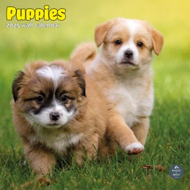 Baker and Bray Puppies Calendar 2025, Large Square Wall Calendar, 16 Month, Puppies Gift Dog Calendar.
