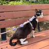 Duuclume Cat Harness and Leash Set,Adjustable Escape-Proof for Walking Cats,Breathable