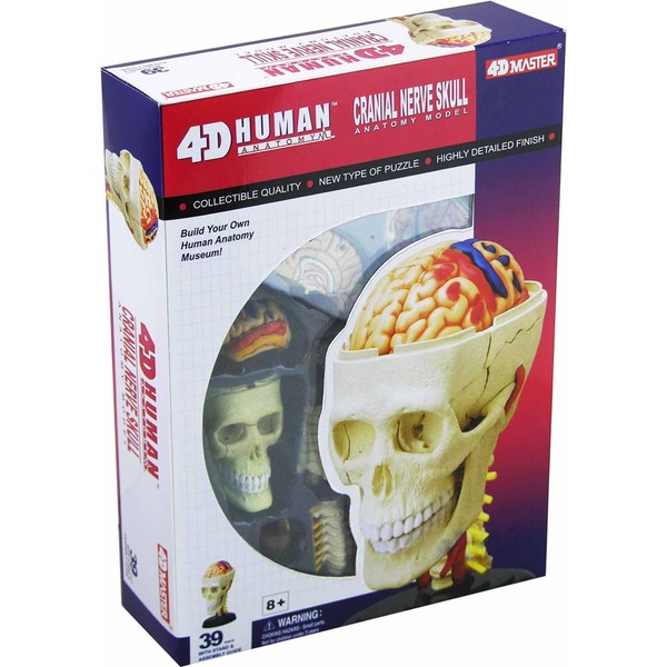 Tedco Human Anatomy Cranial Skull