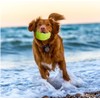 Kingdom Squeaky Rugby Ball Dog Toy