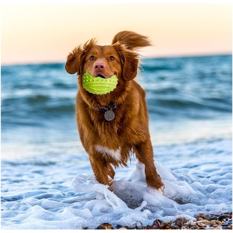 Kingdom Squeaky Rugby Ball Dog Toy