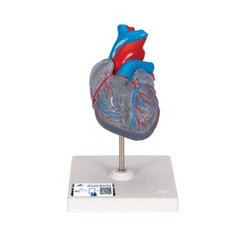 3B Scientific G08/3 Classic Heart w/ Conducting System 2-part - 3B Smart Anatomy