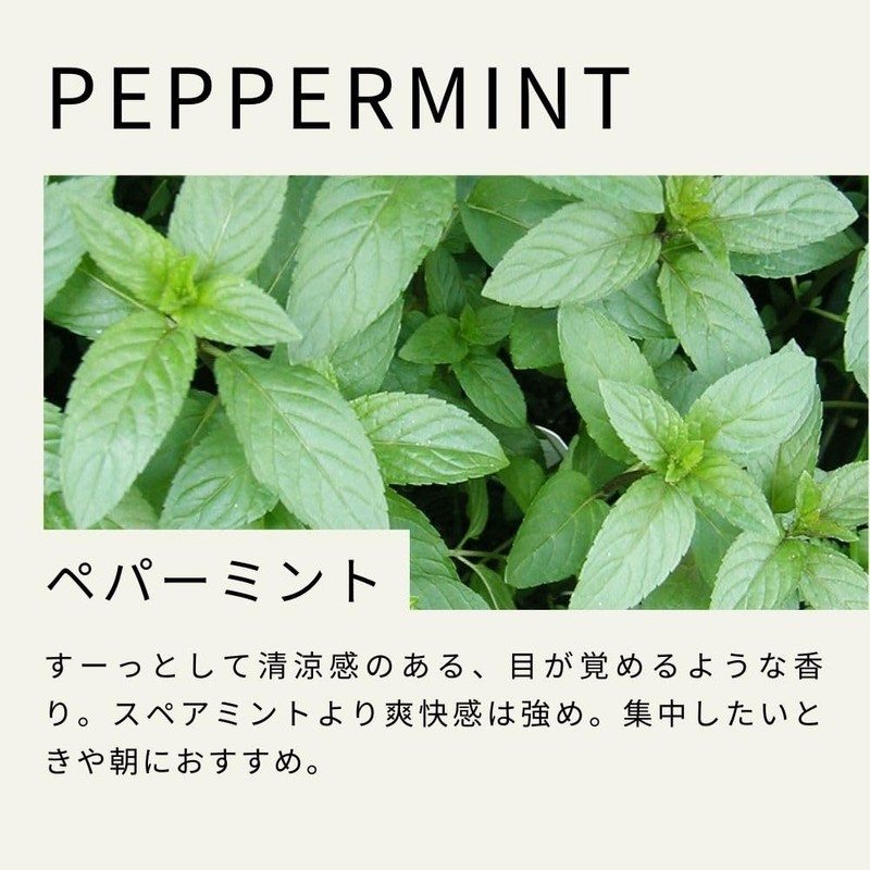 Tree of Life Peppermint Essential Oil 10ml AEAJ Certified Essential