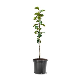 American Plant Exchange Fuyu Jiro Persimmon Tree, 5 Gallon Pot, 2-3ft Tall, Large Outdoor Landscape Garden Plant, Live Fruiting Plant, Non-Astringent Variety, Fresh Persimmons for Gourmet Recipes