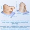 Female and Male Genital Anatomy Models Set, PVC Catheter Insertion