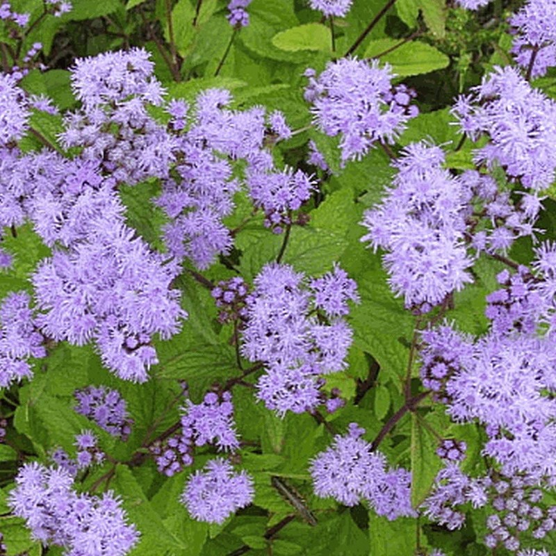 Everwilde Farms - 2000 Mistflower Native Wildflower Seeds - Gold