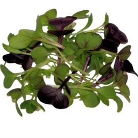 Fresh Origins Micro Greens Spicy Mix – 4 Packs of 4 oz Each, Hand-Picked, Gourmet Quality, Bold Flavor