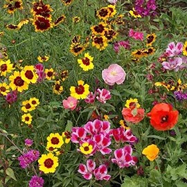 Pollinator Mix - Western - 2 g - Sows ~25 Sq. Ft. - Non-GMO, Open Pollinated - Annuals & Perennials - Mix of Wildflower & Flower Seeds Ideal for The Western USA