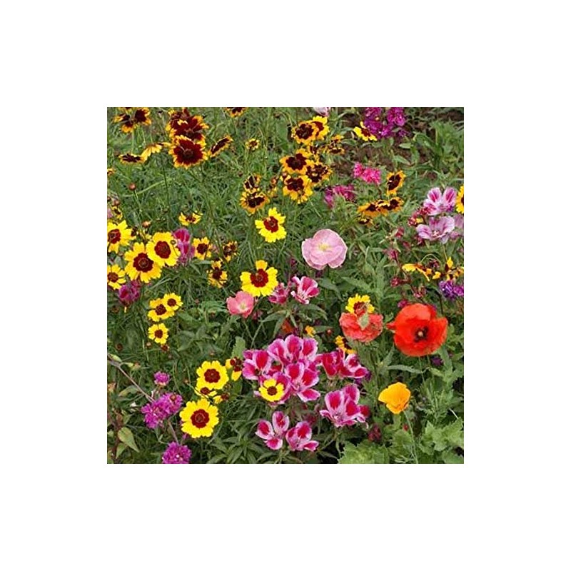 Pollinator Mix - Western - 2 g - Sows ~25
