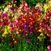 Spurred Snapdragons! MIXED BRIGHT COLORS! 200 SEEDS
