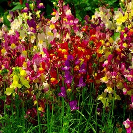 Spurred Snapdragons! MIXED BRIGHT COLORS! 200 SEEDS