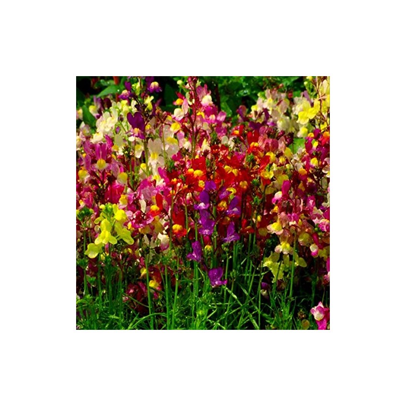 Spurred Snapdragons! MIXED BRIGHT COLORS! 200 SEEDS