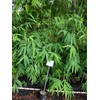Dendrocalamus giganteus – Giant Timber Clumping Bamboo Plant