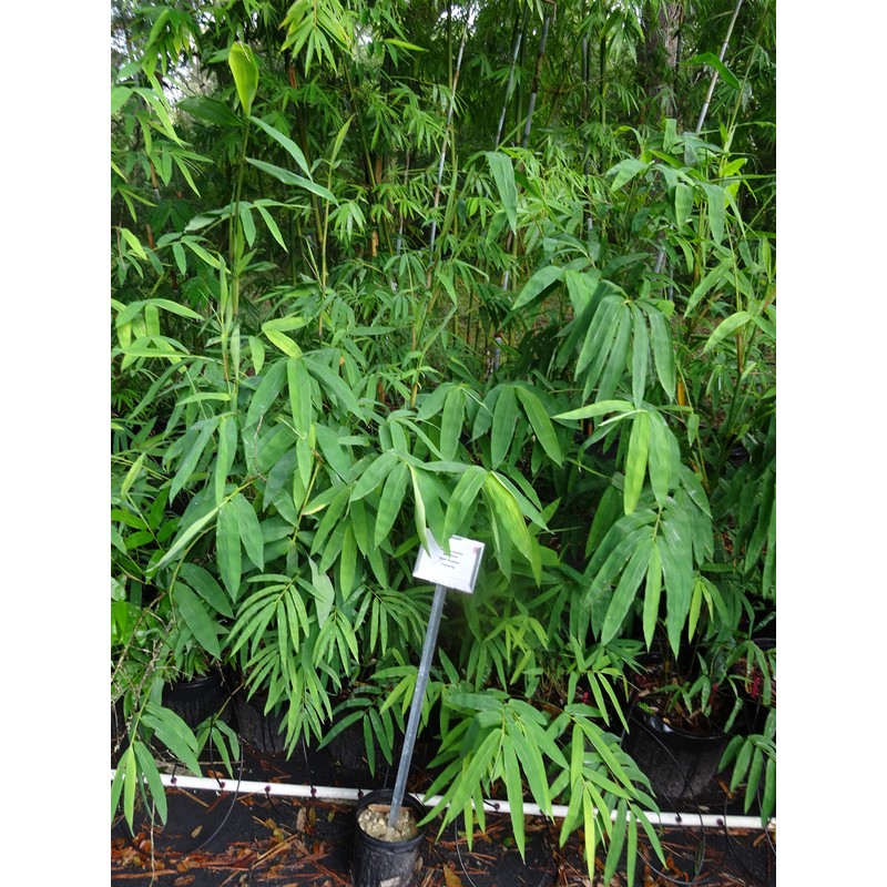 Dendrocalamus giganteus – Giant Timber Clumping Bamboo Plant