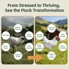 Selenium and Vitamin E Powder for Chickens – Boost Immunity,