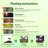 Outsidepride Ensign Royal Morning Glory Seeds - 1000 Pcs. Annual,