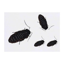 Azeeda 4 x 'Neugierige Fauchschabe' Temporäre Tattoos - Wasserfest, Hautfreundlich & Ungiftig · Transfers in Verschiedenen Größen (TO00074128)