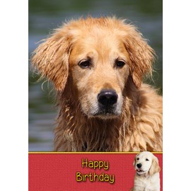 Golden Retriever Birthday Card